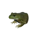 American Bullfrog