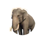 Asian Elephant