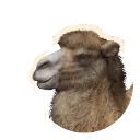 Bactrian Camel
