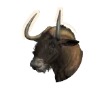 Black Wildebeest