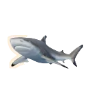 Blacktip Reef Shark