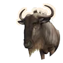 Blue Wildebeest