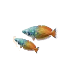 Boeseman's Rainbowfish