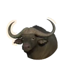Cape Buffalo
