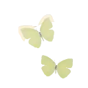 Cloudless Sulphur