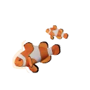 Clown Anemonefish