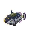 Clown Triggerfish