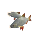 Common Rudd