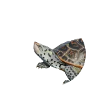 Diamondback Terrapin