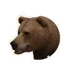 Eurasian Brown Bear
