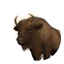 European Bison