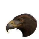Golden Eagle