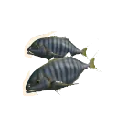 Golden Trevally