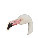 Greater Flamingo