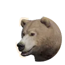 Grizzly Bear