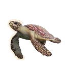 Hawksbill Turtle