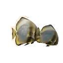 Longfin Batfish
