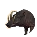 North Sulawesi Babirusa
