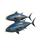 Pacific Bluefin Tuna