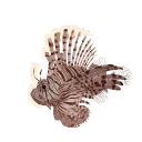 Red Lionfish