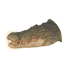 Saltwater Crocodile