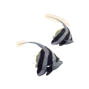 Schooling Bannerfish