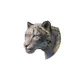 Snow Leopard