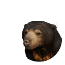 Sun Bear