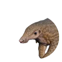 Sunda Pangolin