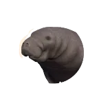 West Indian Manatee