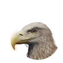 White-Tailed Sea-Eagle
