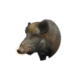 Wild Boar