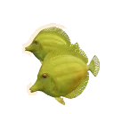 Yellow Tang