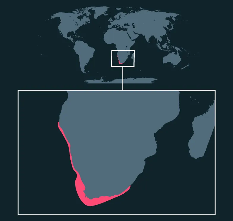 African Penguin distribution map