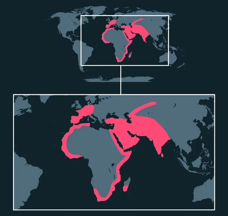 Greater Flamingo distribution map