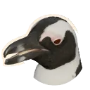 African Penguin