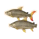 African Tigerfish