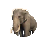 Asian Elephant