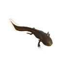 Axolotl