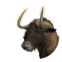 Black Wildebeest