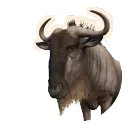 Blue Wildebeest