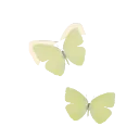 Cloudless Sulphur