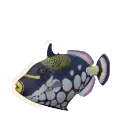Clown Triggerfish