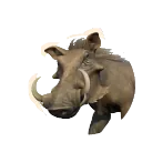 Common Warthog