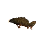 Danube Crested Newt