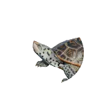 Diamondback Terrapin