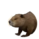 Eurasian Beaver