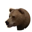 Eurasian Brown Bear