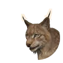 Eurasian Lynx
