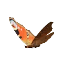 European Peacock